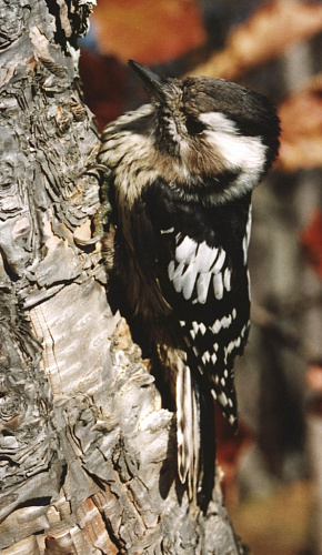 ������� ����������� ����� 	